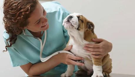 Think Your Pet Is Covered? The Truth About Insurance and Genetic Illnesses