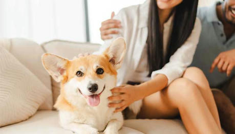 How Do You Choose the Best Pet Insurance for Your Special Pets?