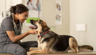 When Your Pet’s Insurance Disappears: What Nationwide’s Cancellations Mean for Families