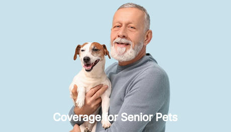 Pet Insurance for Older Pets: What You Need to Know About Coverage for Senior Pets